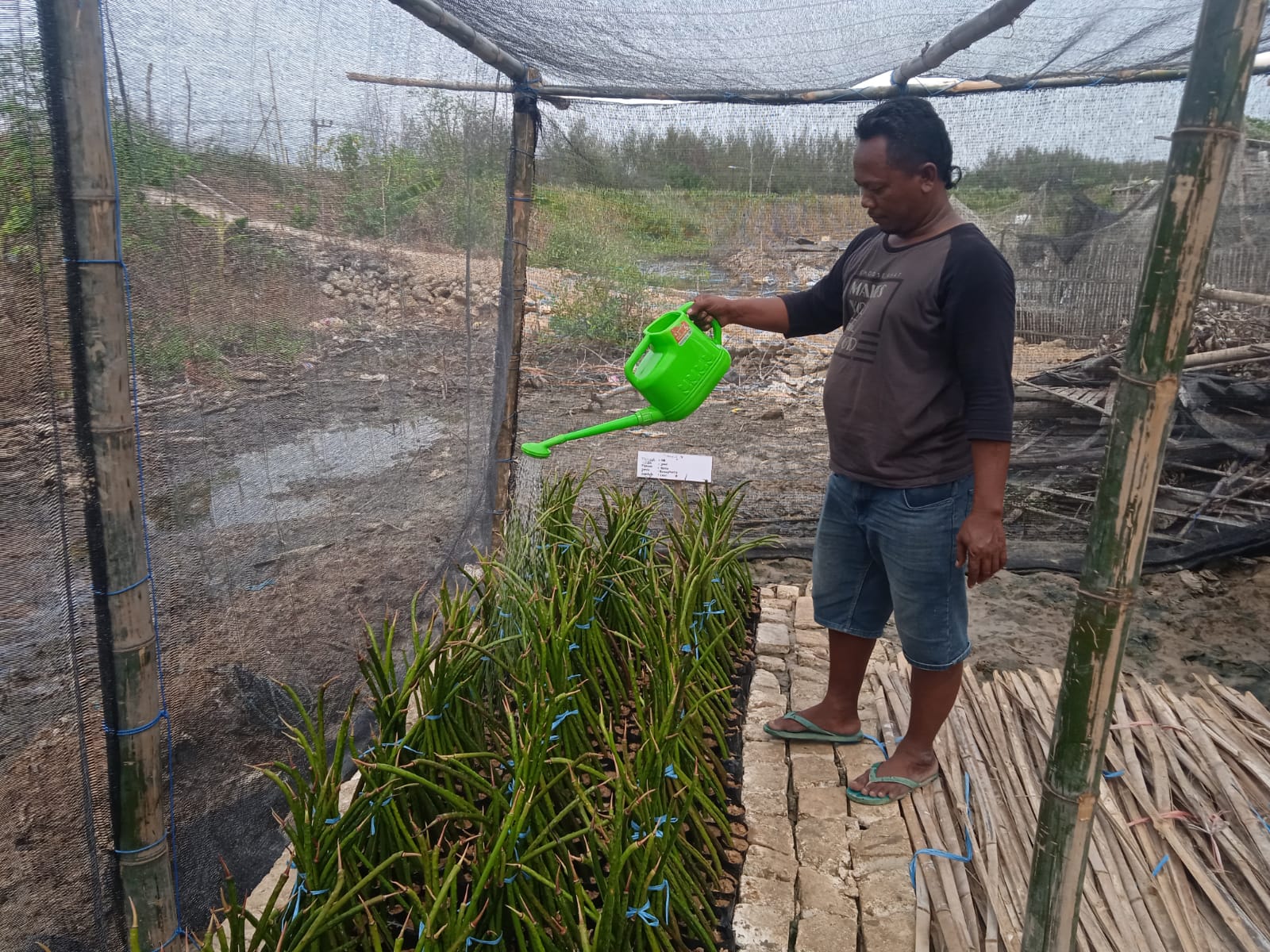 Sokib sedang menyiram bibit tanaman bakau. (Foto: Sokib)